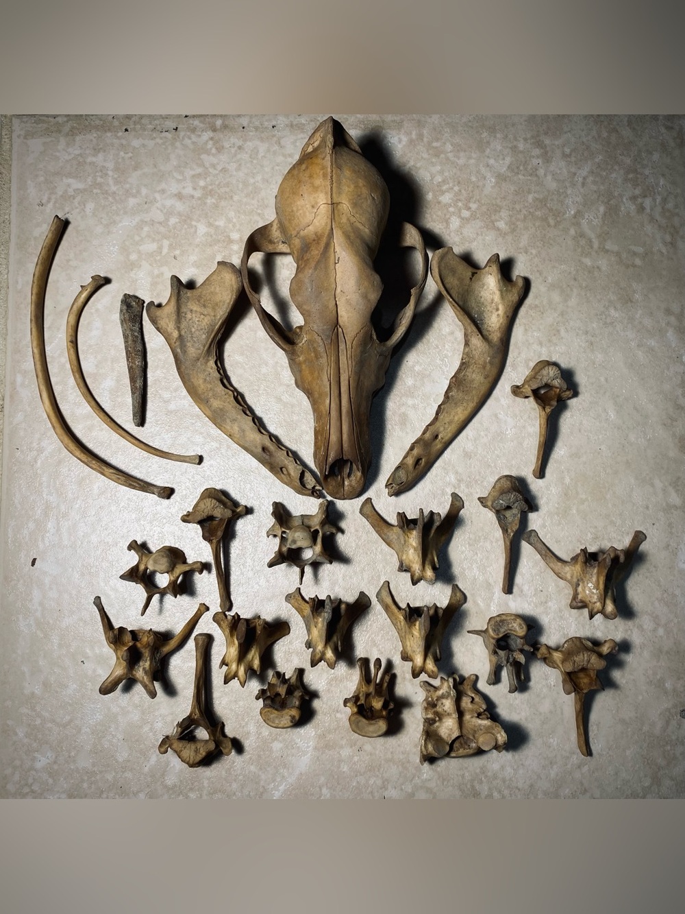 Coyote skull and skeleton bones